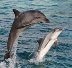 Период с мая по октябрь - время сезонных миграций дельфиньих стай вдоль берегов Уэльса