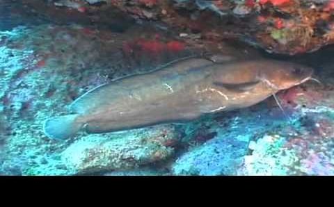 Майорка, Июль: Mallorca Diving 2008