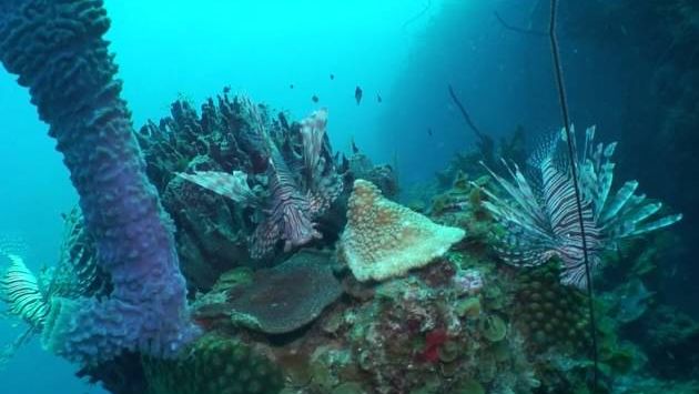 Куба: Lionfish dive Holguin cuba June 2012