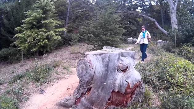 Ялта: Отдых в Крыму - Бал Хризантем | Никитский Ботанический Сад #booking