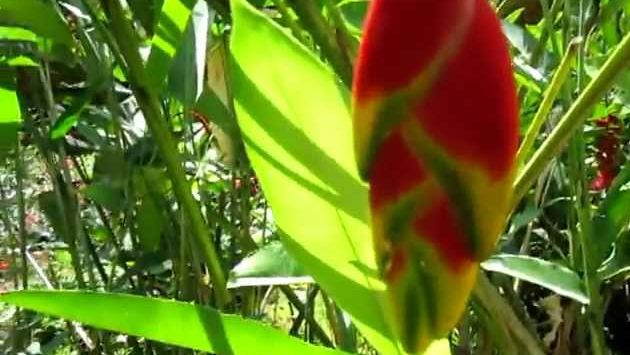 Филиппины, Февраль: February 2013, Butterfly Garden, Puerto Princesa City, Palawan