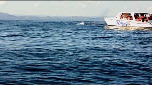 Доминикана. Самана. горбатые киты. февраль 2013.