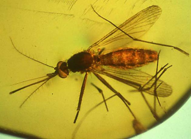 Комары в Доминикане могут быть разносчиками разных инфекций - малярия, лихорадки денге и зика  (Фото © Oregon State University / flickr.com)