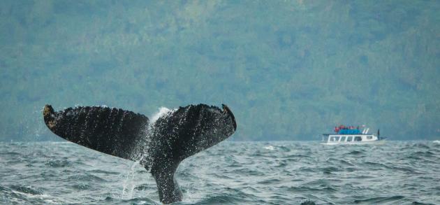 Рассказываем где, когда и как увидеть горбатых китов в Доминикане
