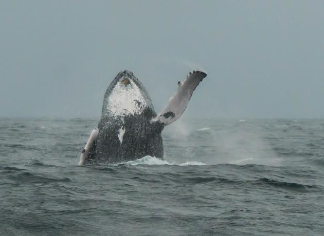 Если повезет можно увидеть горбатого кита, выныривающего из воды  (flickr.com / Jarkko J)