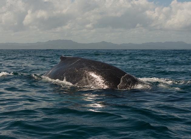Горбатый кит  получил называние либо из-за спинного плавника, напоминающего горб, либо потому что при плавании выгибает спину (фото flickr.com / )