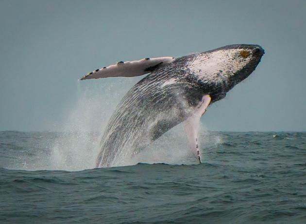 Ради таких прыжков китов люди и приезжают в Доминикану, однако далеко не всем так везет (фото flickr.com / Jarkko J)