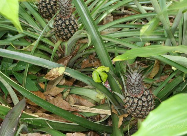 Вот как растут ананасы в Доминикане (Фото © Kenya Allmond / flickr.com)