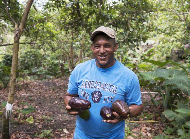 Так собирают авокадо в Доминикане (Фото © Banco Mundial América  / flickr.com)