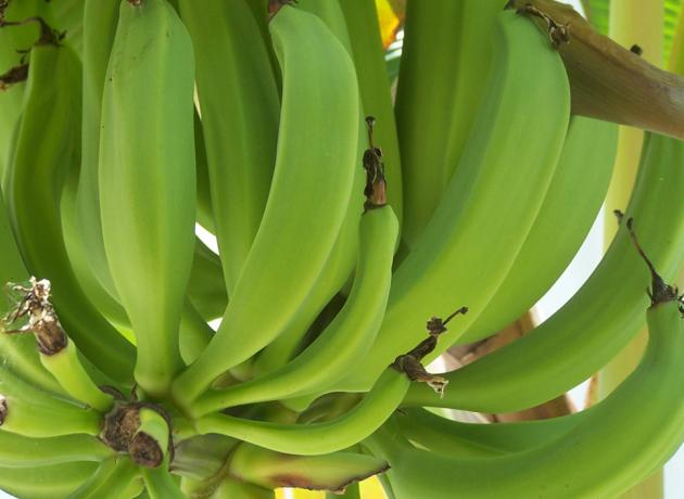 Бананов в Доминикане несколько видов (Фото ©  Erin Crouse  / flickr.com)