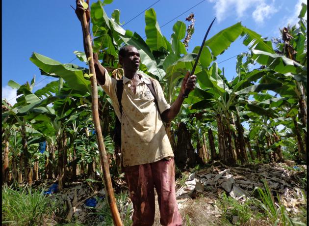 Плантации бананов в Доминиканской республике (Фото ©  scottmontreal  / flickr.com)