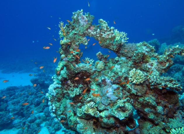 Удивительно красивый подводный мир Красного моря (flickr / Derek Keats)