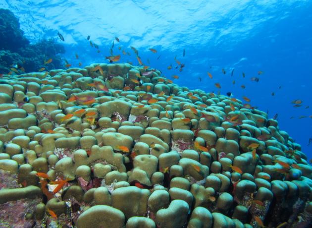Кораллы Красное моря -  Gota Sorayer (flickr / Derek Keats)