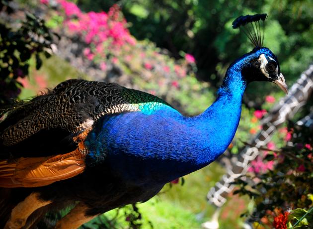 Парк Мир Птиц на острове Хайнань (Фото © C.K. Koay / flickr.com)