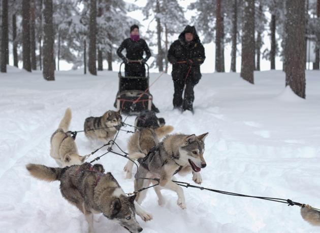 Зимой катание на собачьих упряжках приносит много радости и детям и взрослым  (Фото © Outdoors Finland / flickr.com)