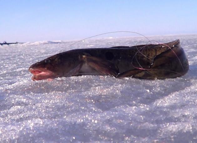 Налим в Карелии – традиционная зимняя рыба (Фото sorola.ru)