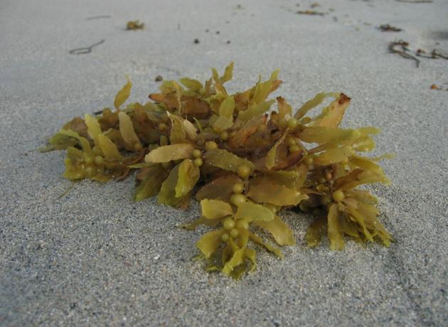 Именно шарики (похожие на ягоды) держат морские водоросли на плаву (flickr.com / Mark Demers)