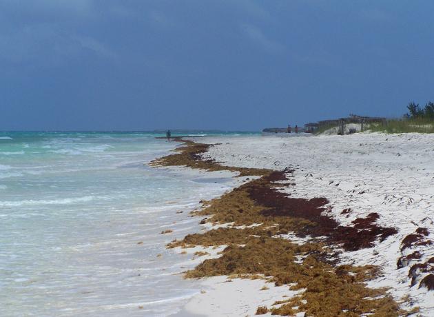Выброшенные на побережье Варадеро водоросли  (flickr.com / Erin Crouse)