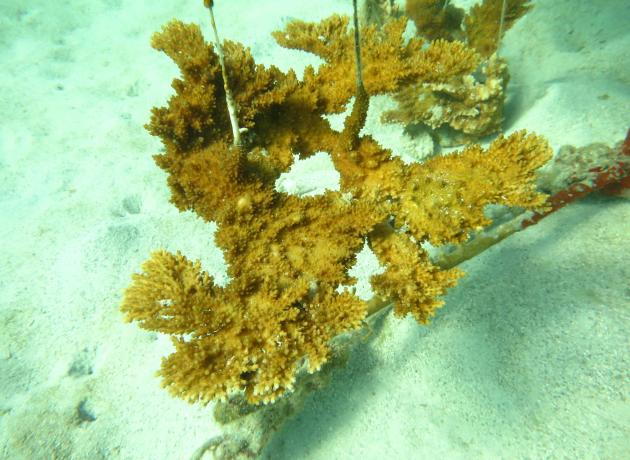 Кораллы, похожие на рога лосей – оленерогий коралл и лосерогий коралл  (flickr.com / Ryan McMinds)