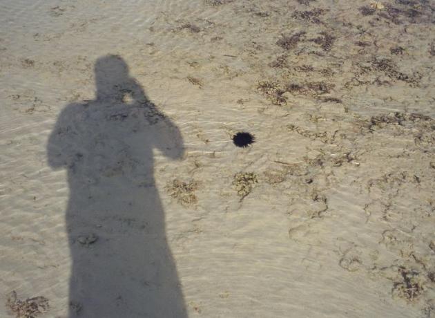Иногда можно встретить морского ежа прямого на берегу, а то и вовсе валяются только иглы, нужно смотреть под ноги   (flickr.com / Derek Blackadder)