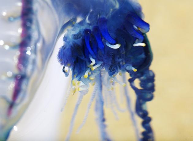 На конце медузы находятся ядовитые колонии  (flickr.com / Taro Taylor)