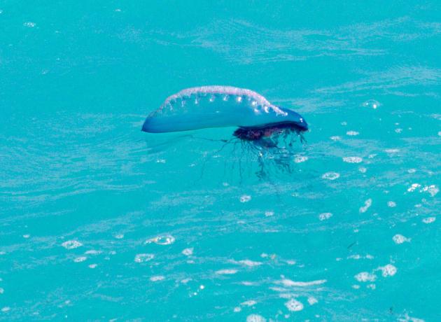 Вот как выглядит ядовитая медуза, плавающая в Карибском море или в Атлантическом океане на Кубе   (flickr.com / Joi Ito)