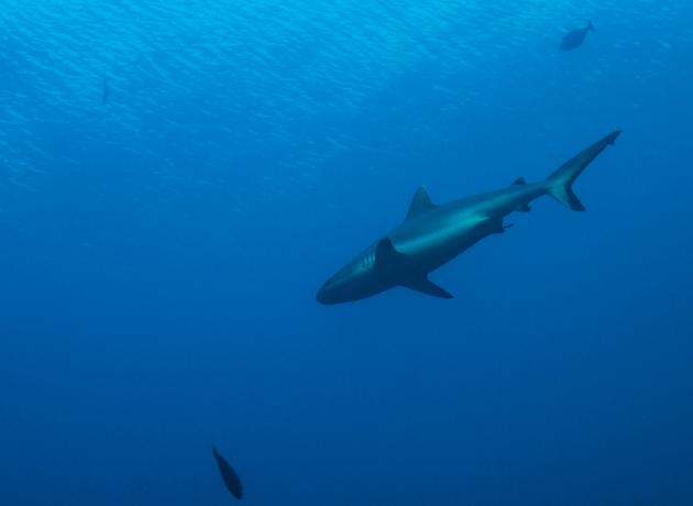 На Кубе много видов акул, но большинство из них не подплывают к берегу.. на фото рифовая акула  (flickr.com / Tchami)