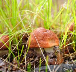 Cмело отправляйтесь за грибами в августе, с пустым лукошком из леса не уйдёте