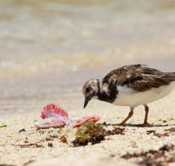 Для орнитологов и просто любителей пернатых следует приезжать на Сейшелы поздней осенью или весной.