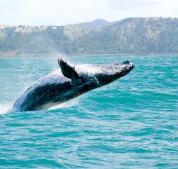Сезон наблюдение за голубыми китами начинается с приходом первого зимнего месяца