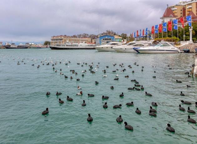 Черное море в Сочи в декабре