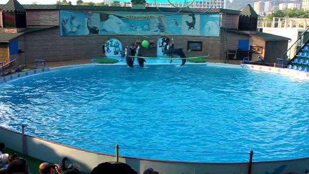 Дельфинарий. Адлер 16 августа. 2013г. Часть 5