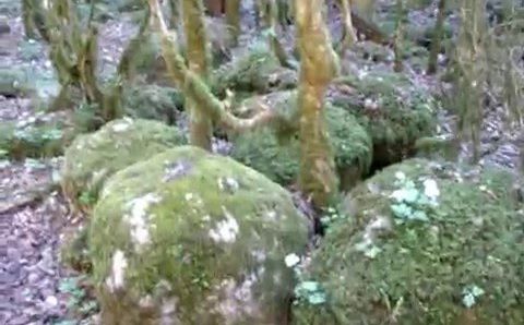 Март, Абхазия: Весна в Абхазии  -2016  .  Гагрипшское ущелье  ( 1 )