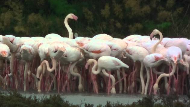 Кипр: flamingo larnaca.wmv