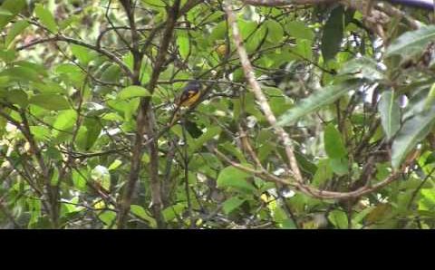 Декабрь, Шри-Ланка: Birds of Sri Lanka (Ceylon) - Sri Lanka Tourism : Visit Sri Lanka 2011