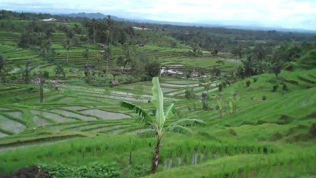 Бали в феврале: Bali Feb 2011 Jatiluwih Rice Terraces