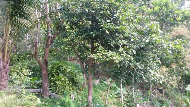 Джунгли и территория в отеле Нарада Хайнань