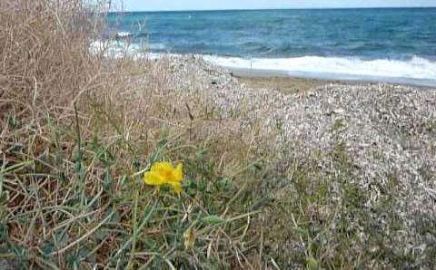 Сентябрь на Крите: КРИТ. ПИГИАНОС КАМПОС