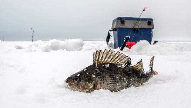 Секреты зимней рыбалки в Карелии.  Сямозеро.