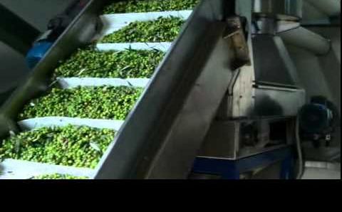 Крит: Olive picking-mix2_F6 480p (16x9).flv