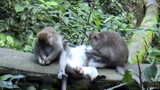 Ноябрь: Monkey Forest - Ubud, Bali