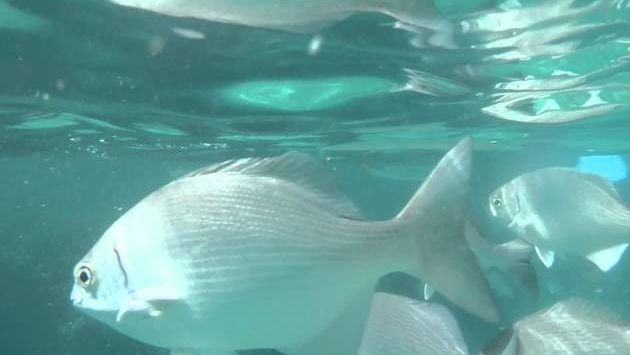 Куба в ноябре: Snorkelling Breezes Jibacoa November 2011