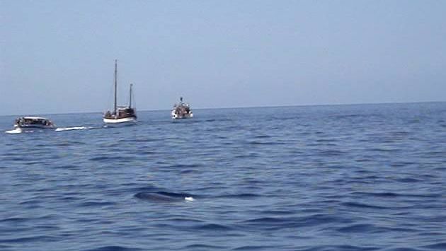 Тенерифе, Май: Whales near Tenerife - May 2014