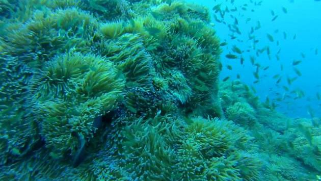 Июль: Koh Samui Diving 2015