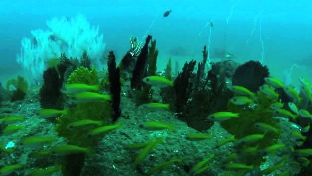 Март, Шри-Ланка: Diving Bora Bora reef, Colombo, Sri Lanka