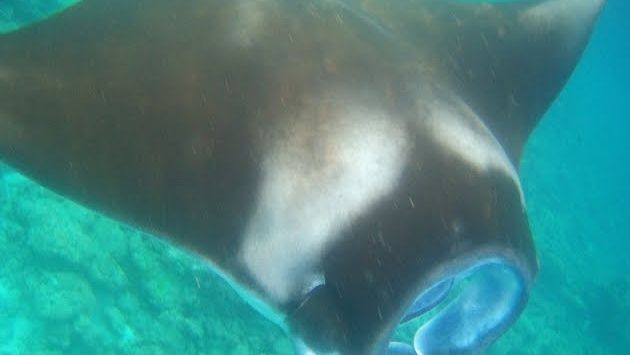 Мальдивы, Август: МАНТЫ. Снорклинг с МАНТАМИ. Остров ТОДДУ. Мальдивы