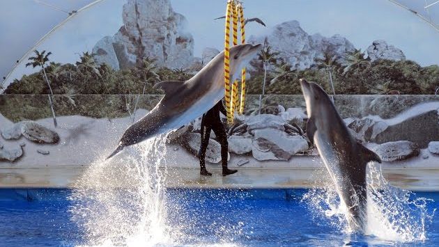 Август, Севастополь: Севастопольский дельфинарий (часть 1)