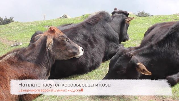 Поездка в Индию сентябрь-октябрь 2016 года