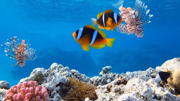 Сентябрь, Египет: Подводный мир,  Шарм Эль Шейх, Египет,  Красное море,  Red Sea,  Sharm El Sheikh, Naama Bay