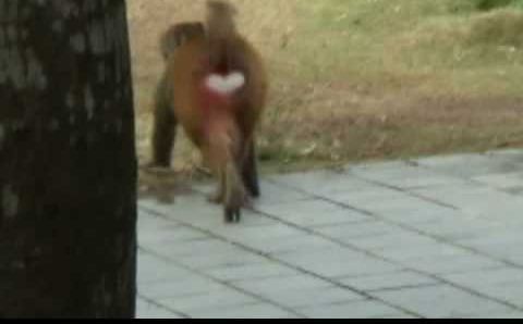 Хайнань: MONKEY ISLAND - Nanwan, Hainan Island, China